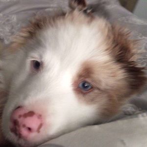 Meet your Posher, Joleen